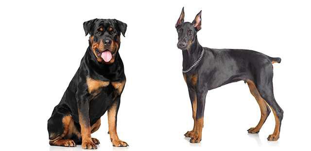 Rottweiler and Doberman photo