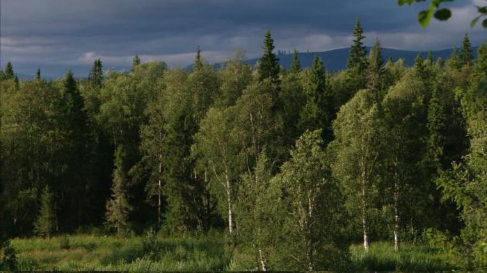 Шымкенттен секс видеолар