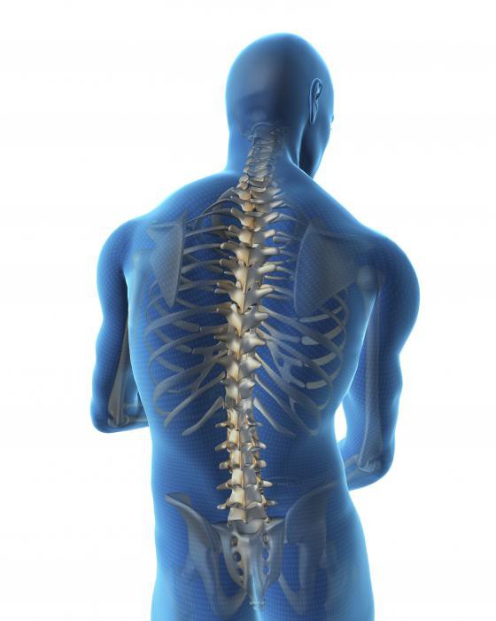 Сопақ кеуде