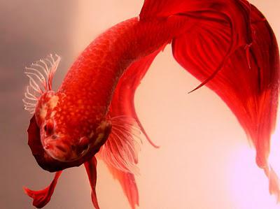 Жыныстық әйелдің хат алмасуы